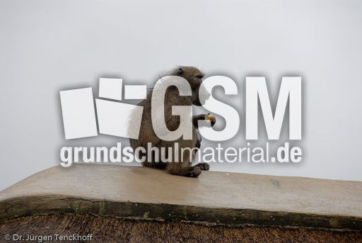 Tschakma Pavian (26 von 48).jpg